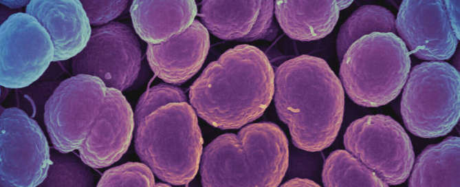 Bactéria N. gonorrhoeae está se tornando resistente aos antibióticos normalmente usados DIVULGAÇÃO/NATIONAL INSTITUTE OF ALLERGY AND INFECTIOUS DISEASES, NATIONAL INSTITUTES OF HEALTH