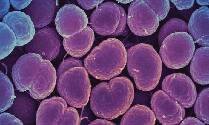 Bactéria N. gonorrhoeae está se tornando resistente aos antibióticos normalmente usados DIVULGAÇÃO/NATIONAL INSTITUTE OF ALLERGY AND INFECTIOUS DISEASES, NATIONAL INSTITUTES OF HEALTH