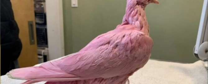 Pombo foi tingido por humanos para chá revelação REPRODUÇÃO WILD BIRD FUND