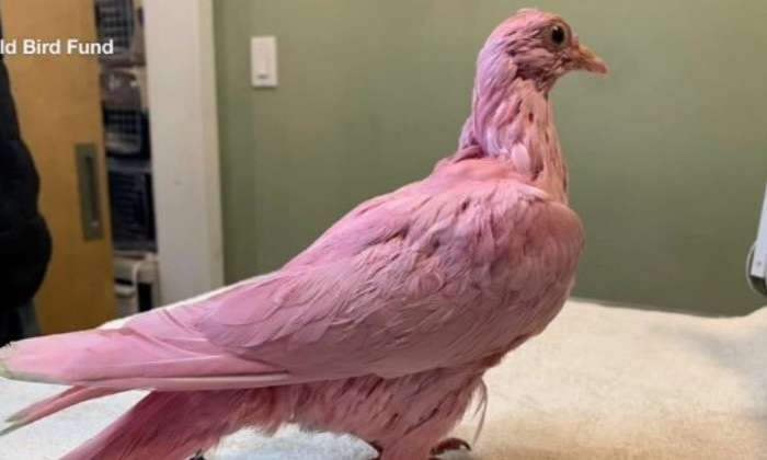 Pombo foi tingido por humanos para chá revelação REPRODUÇÃO WILD BIRD FUND